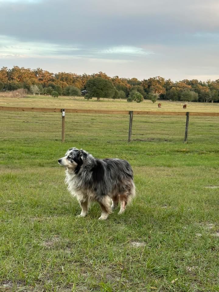 Blue merle Australian shepherd standing in the pasture with cows grazing in the distance