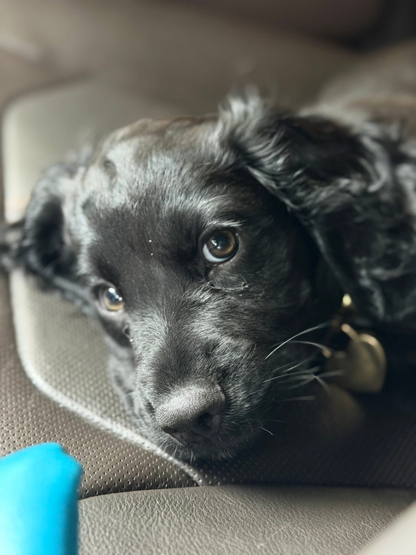 Sleepy black puppy with big eyes