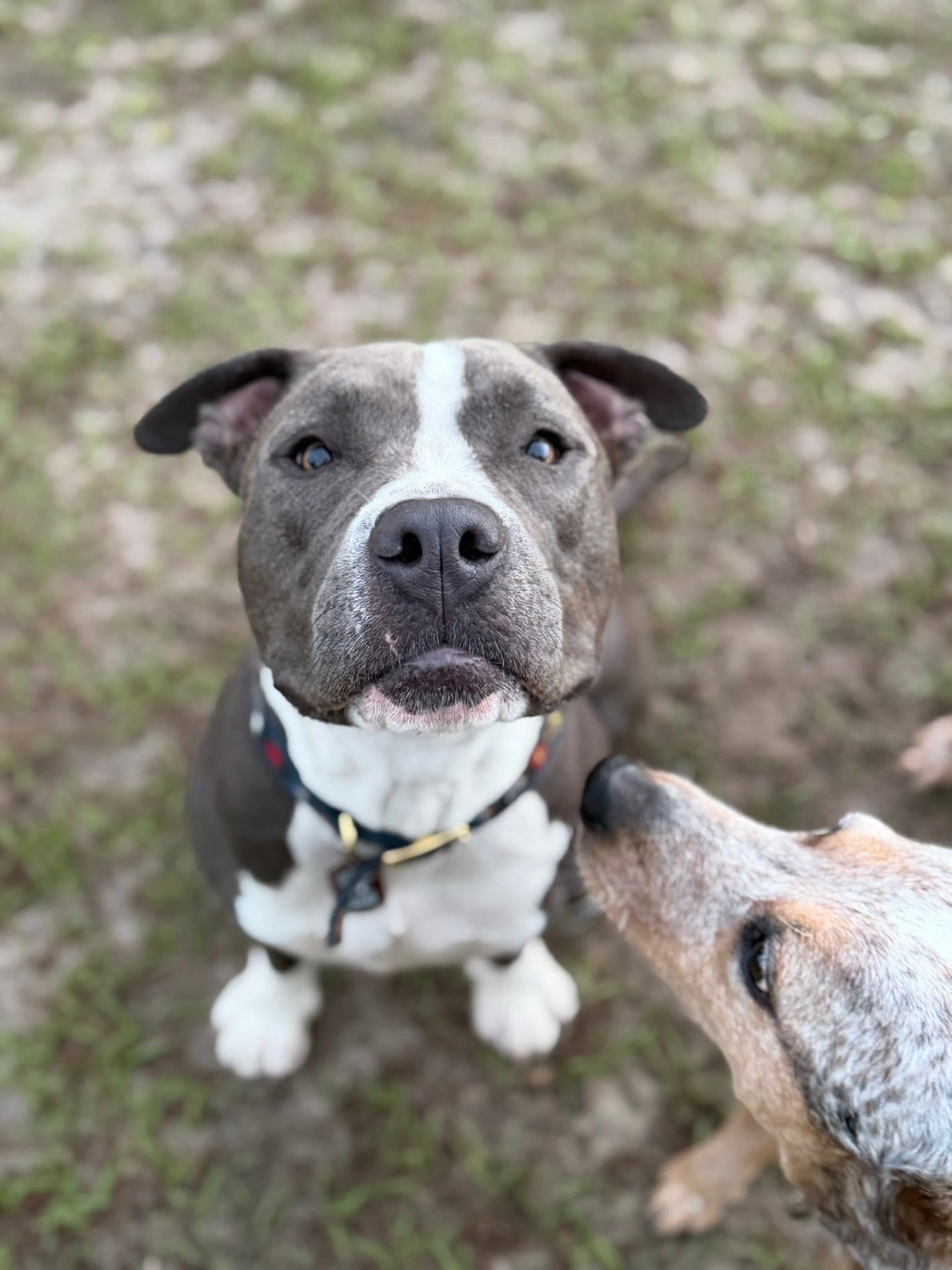 Blue pit bull greeting a heeler friend
