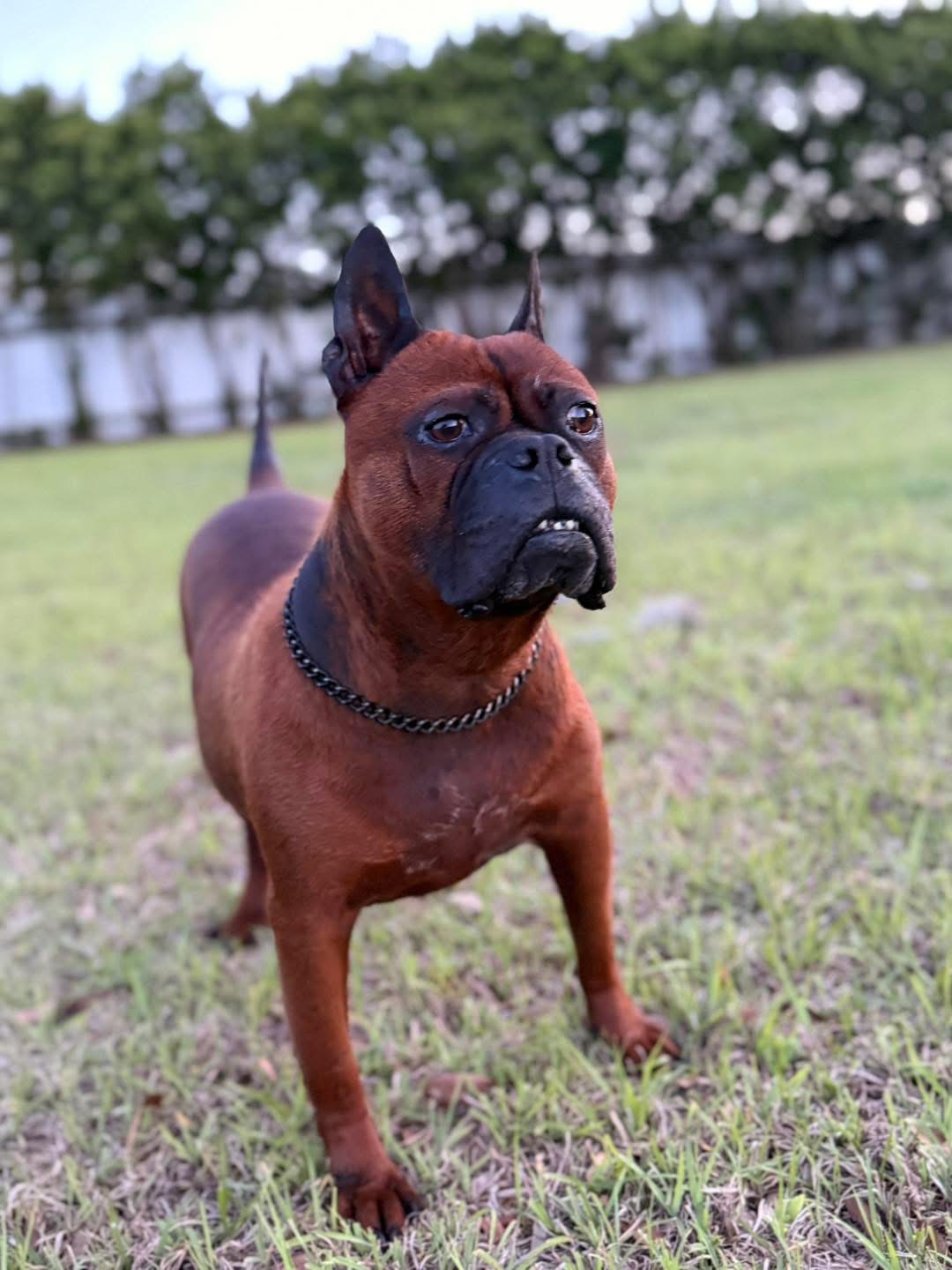 Red boxer standing proud in the grass