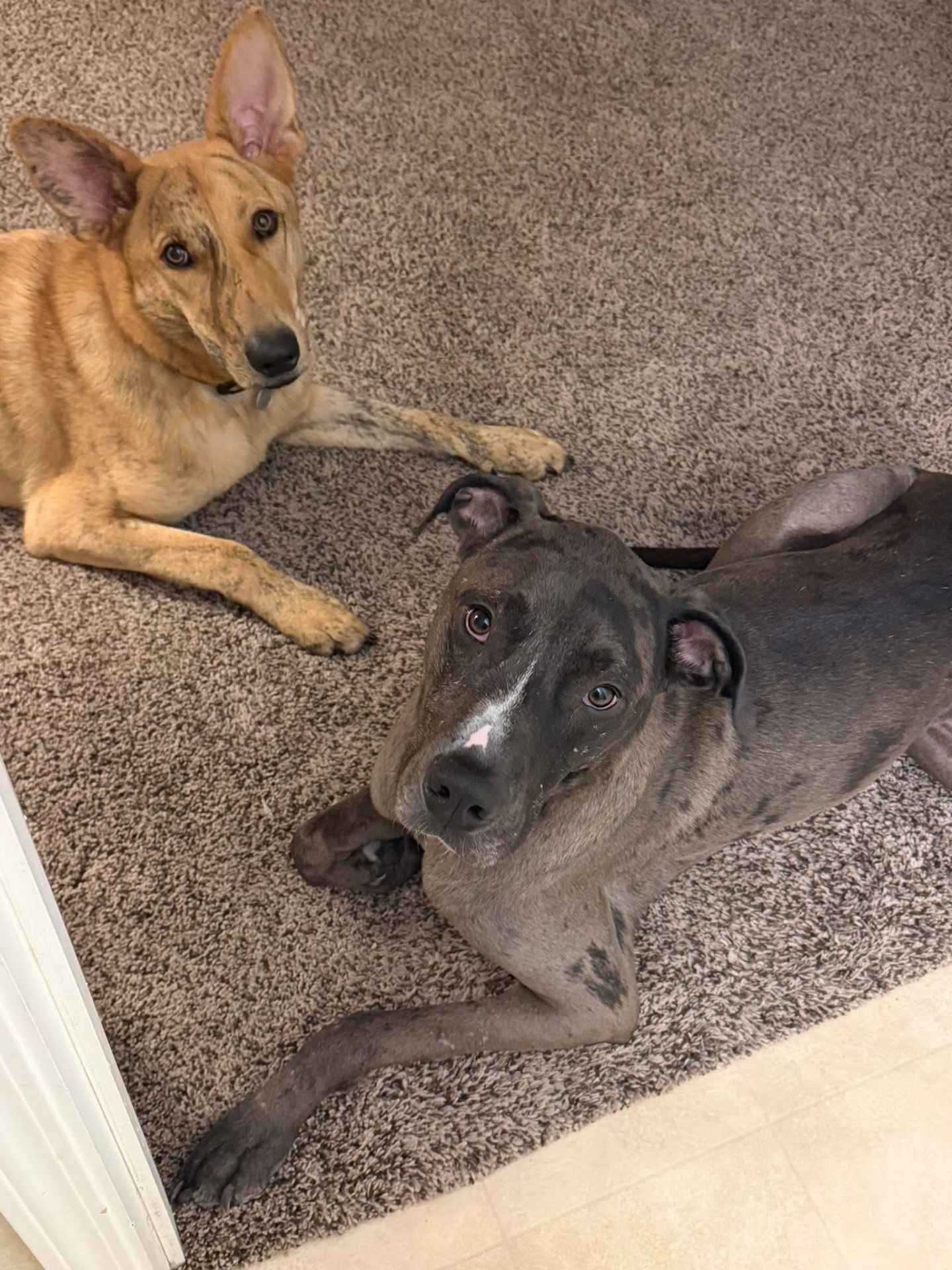 Tan shepherd and blue brindle pup lounging on the carpet