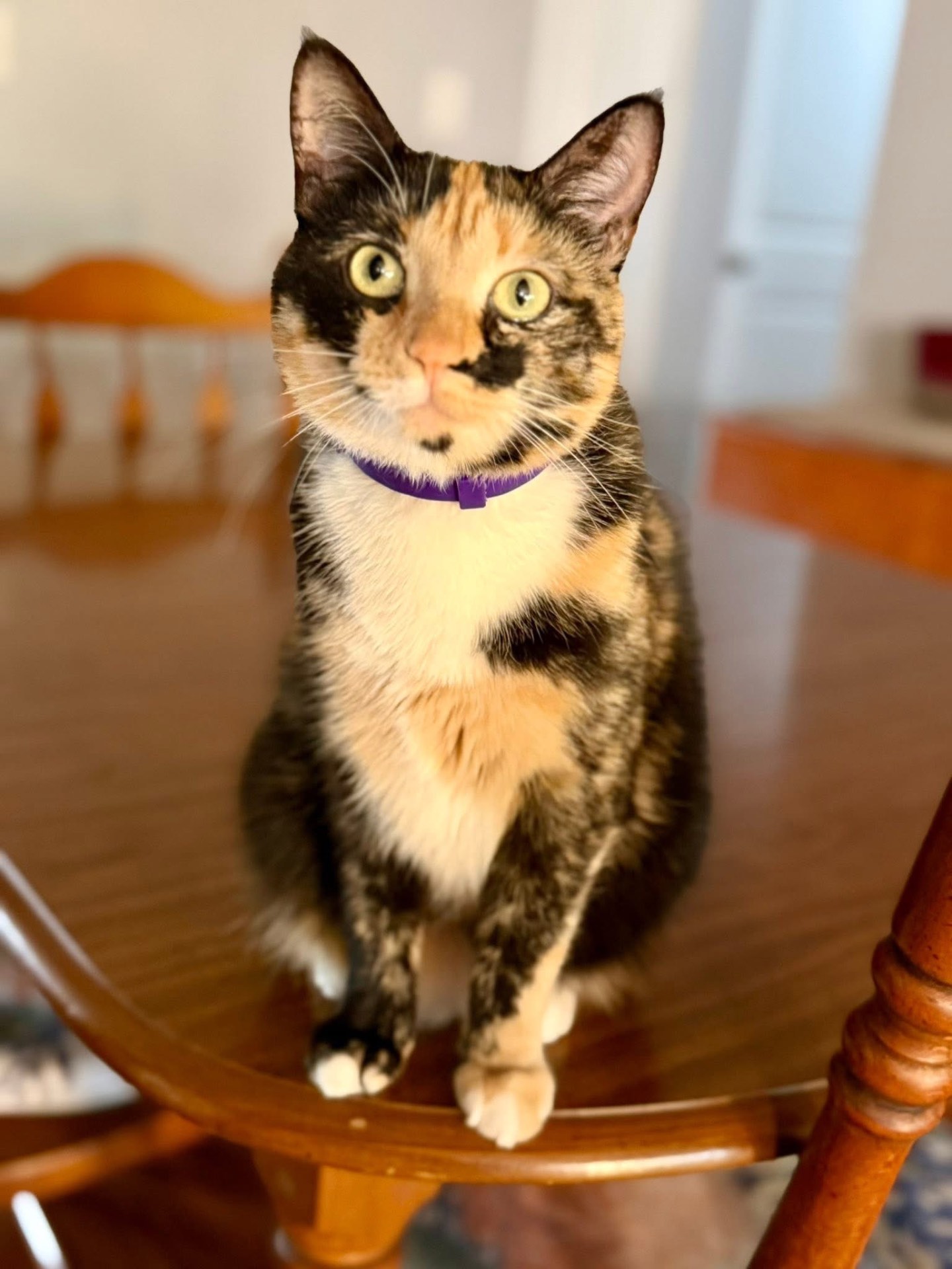 Calico cat with green eyes sitting on a wooden table