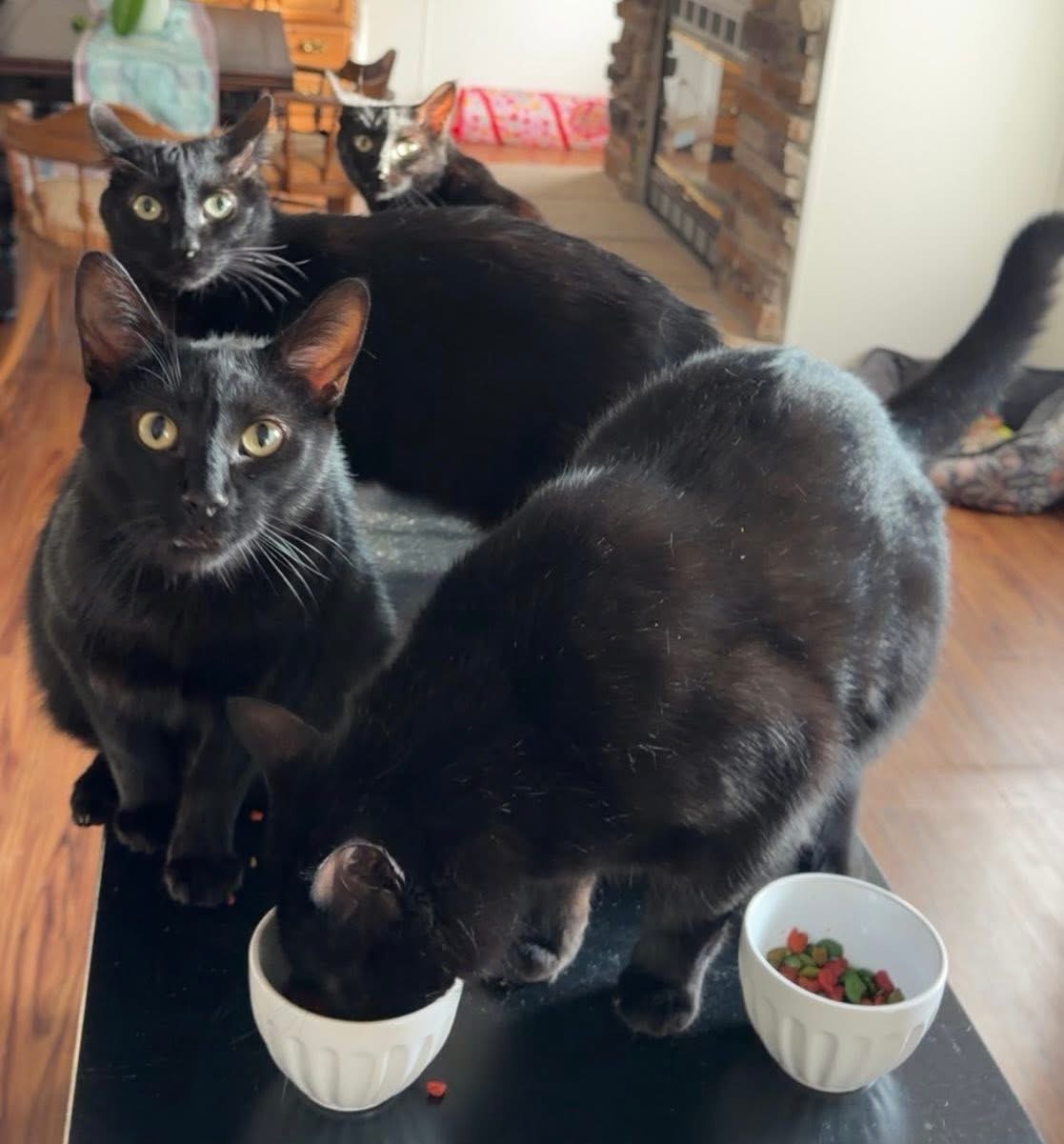 Three black cats waiting by their food bowls