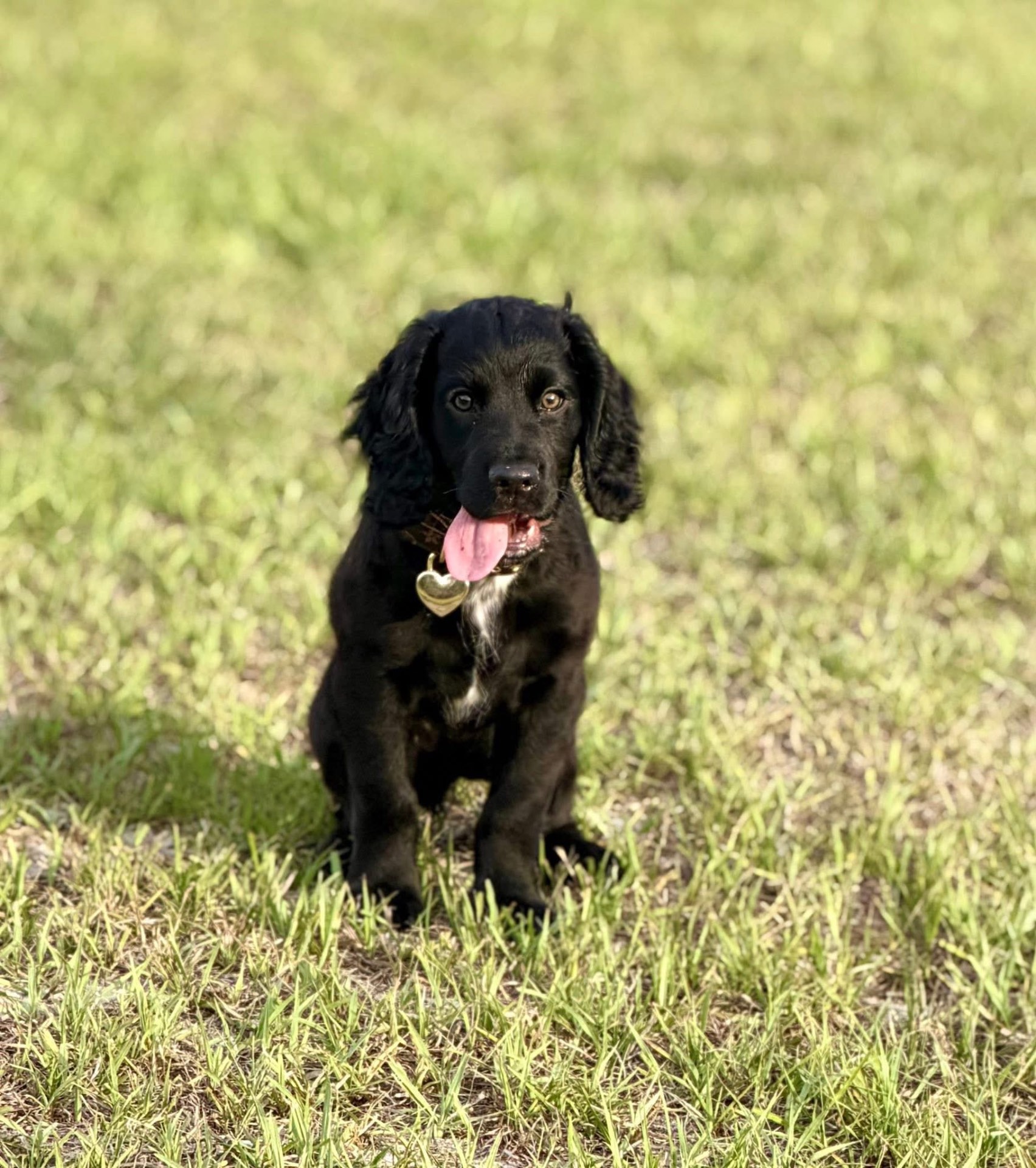 Black cocker spaniel puppy with a heart tag in the grass