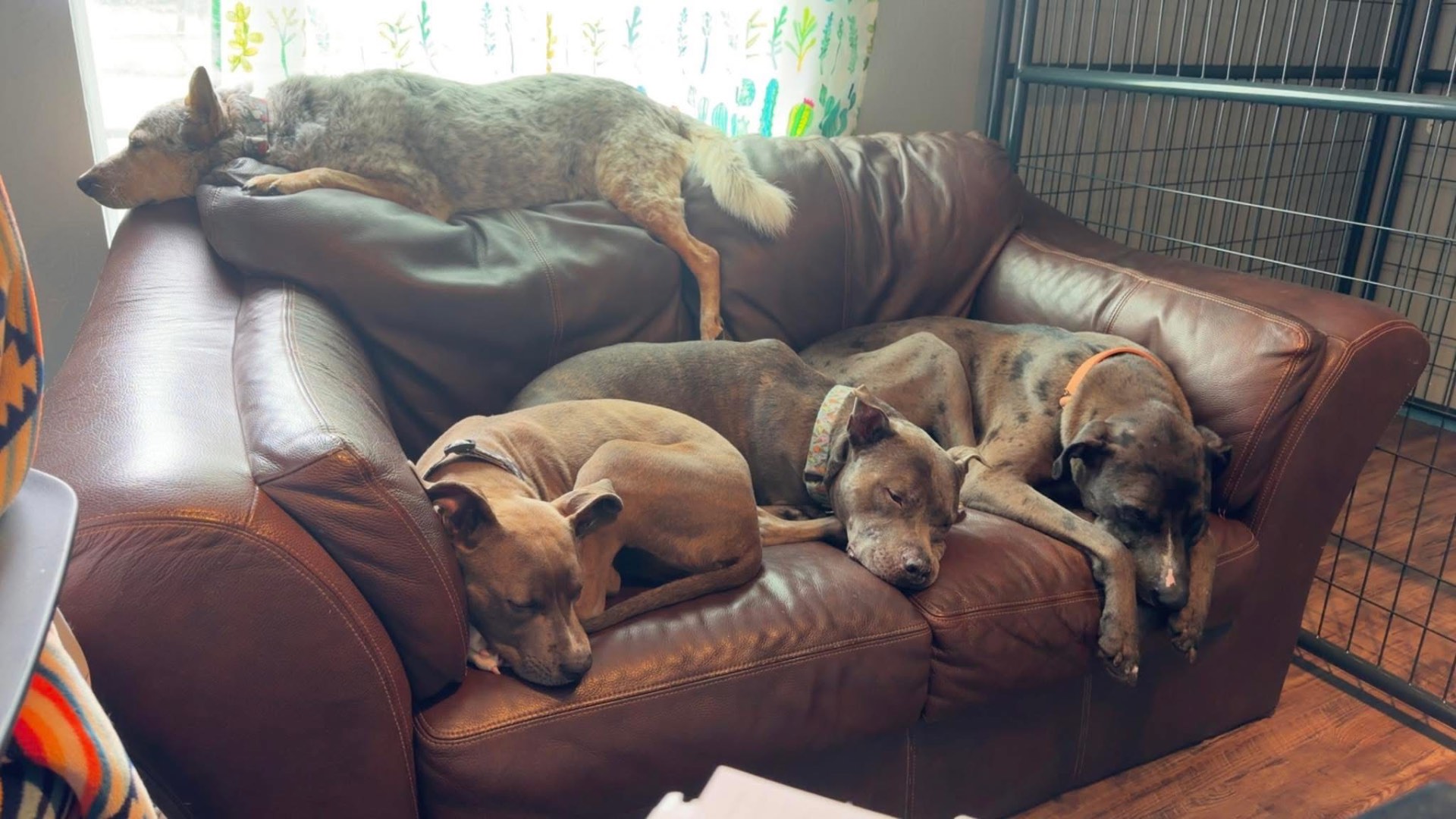 Pile of pups napping on the couch
