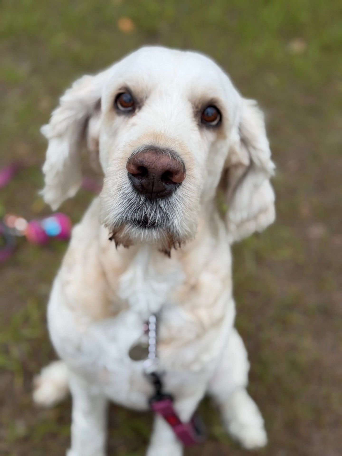 Cream cocker spaniel sitting pretty