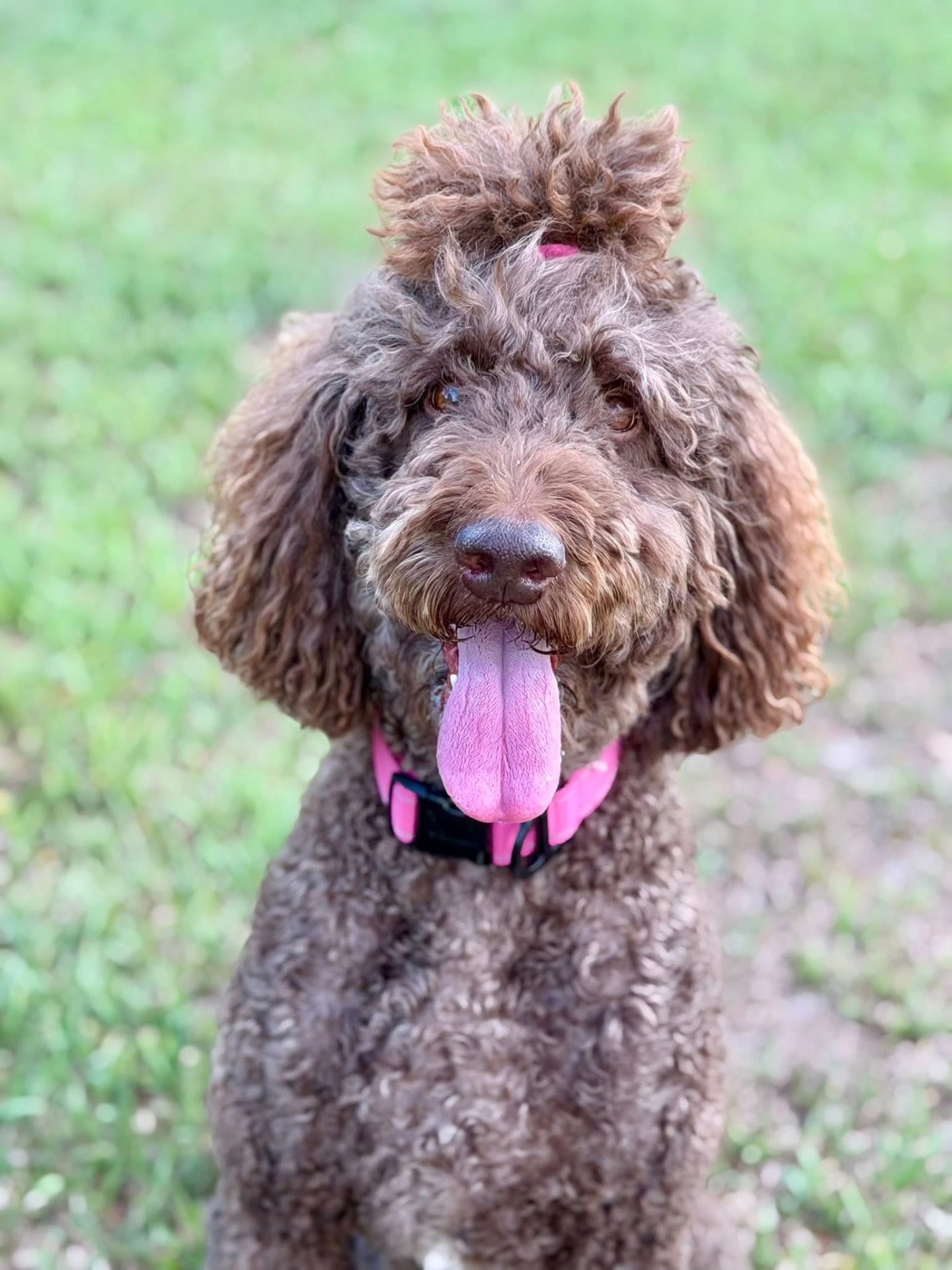 Brown doodle with tongue out in the grass
