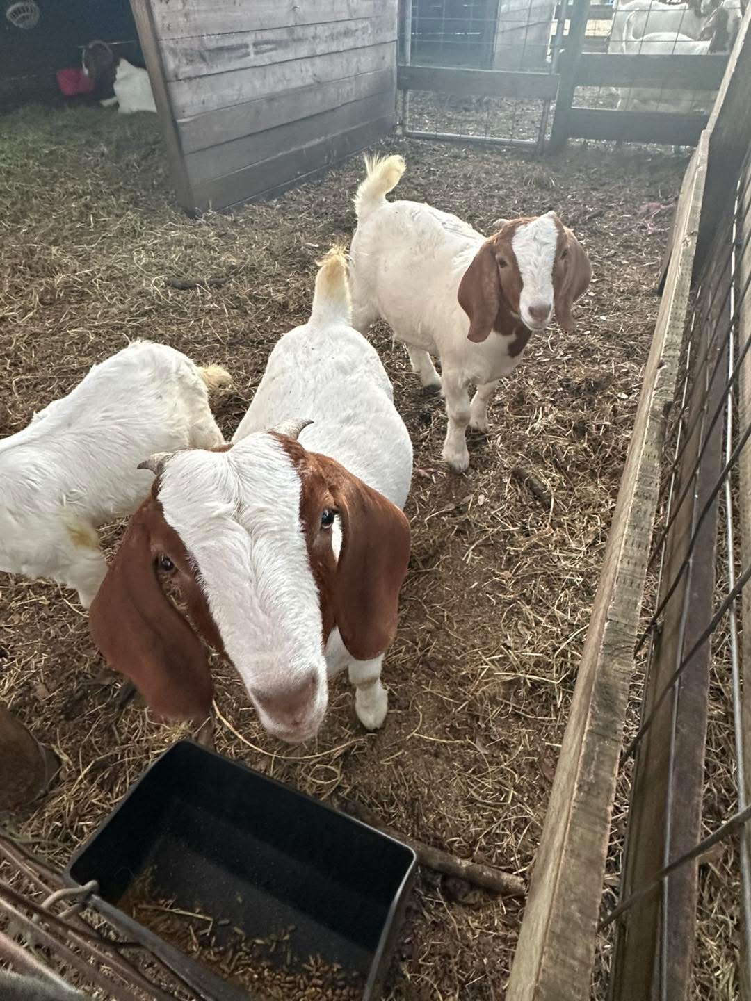 Boer goats gathered in the barn