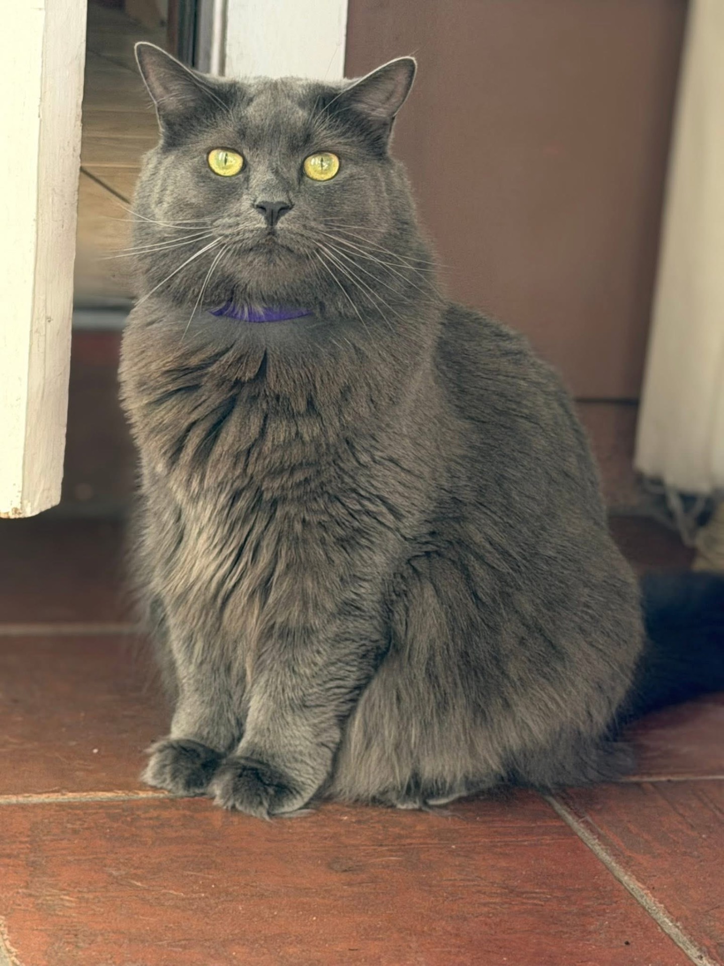 Fluffy gray cat in a purple collar