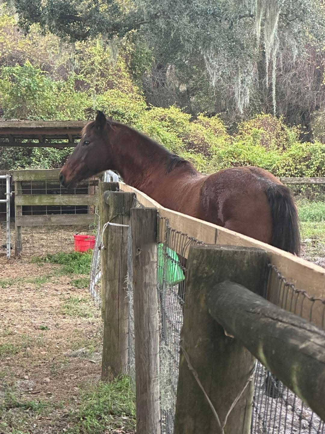 Bay horse resting at the pasture fence under the oaks