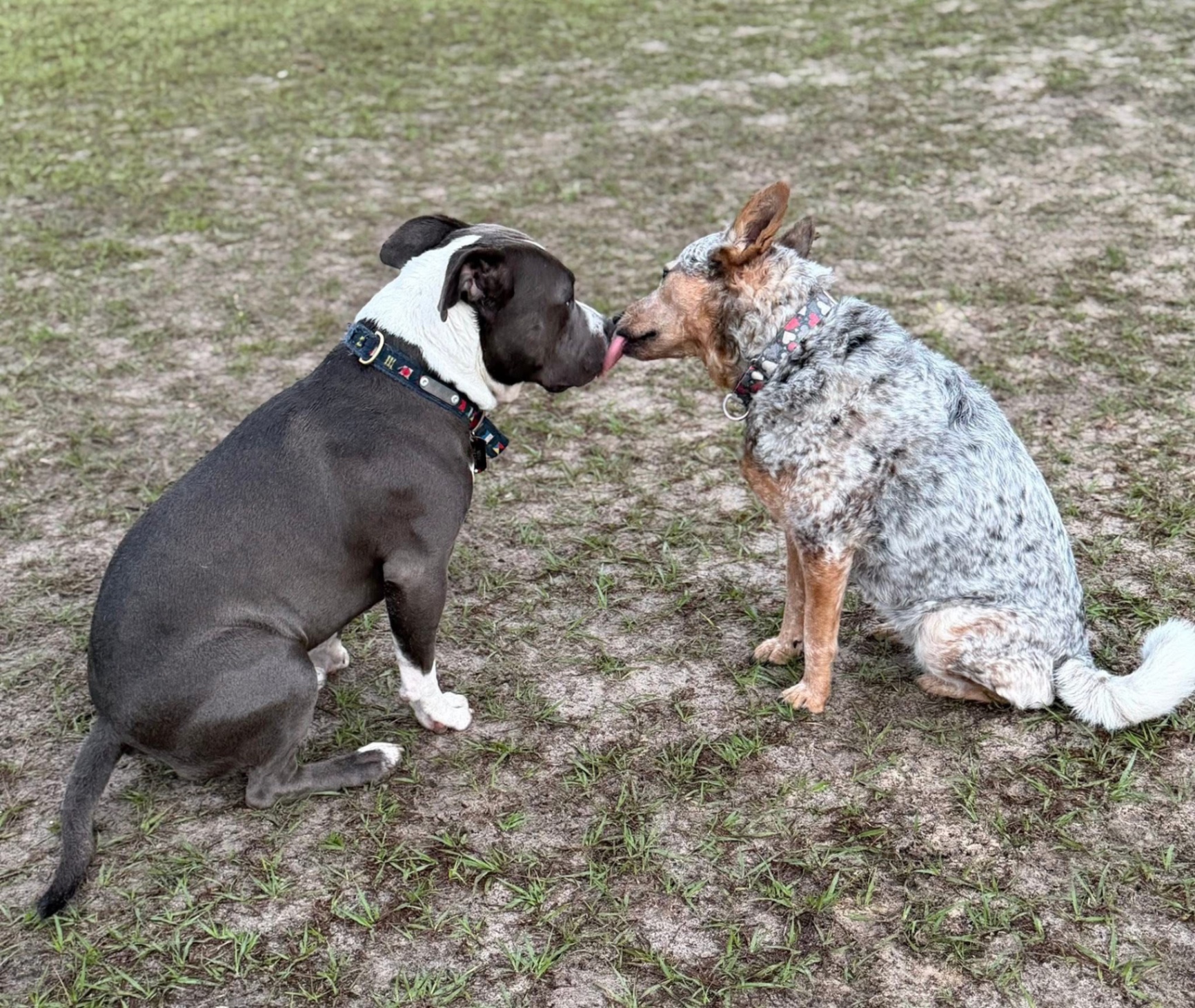 Two dogs sharing kisses in the yard
