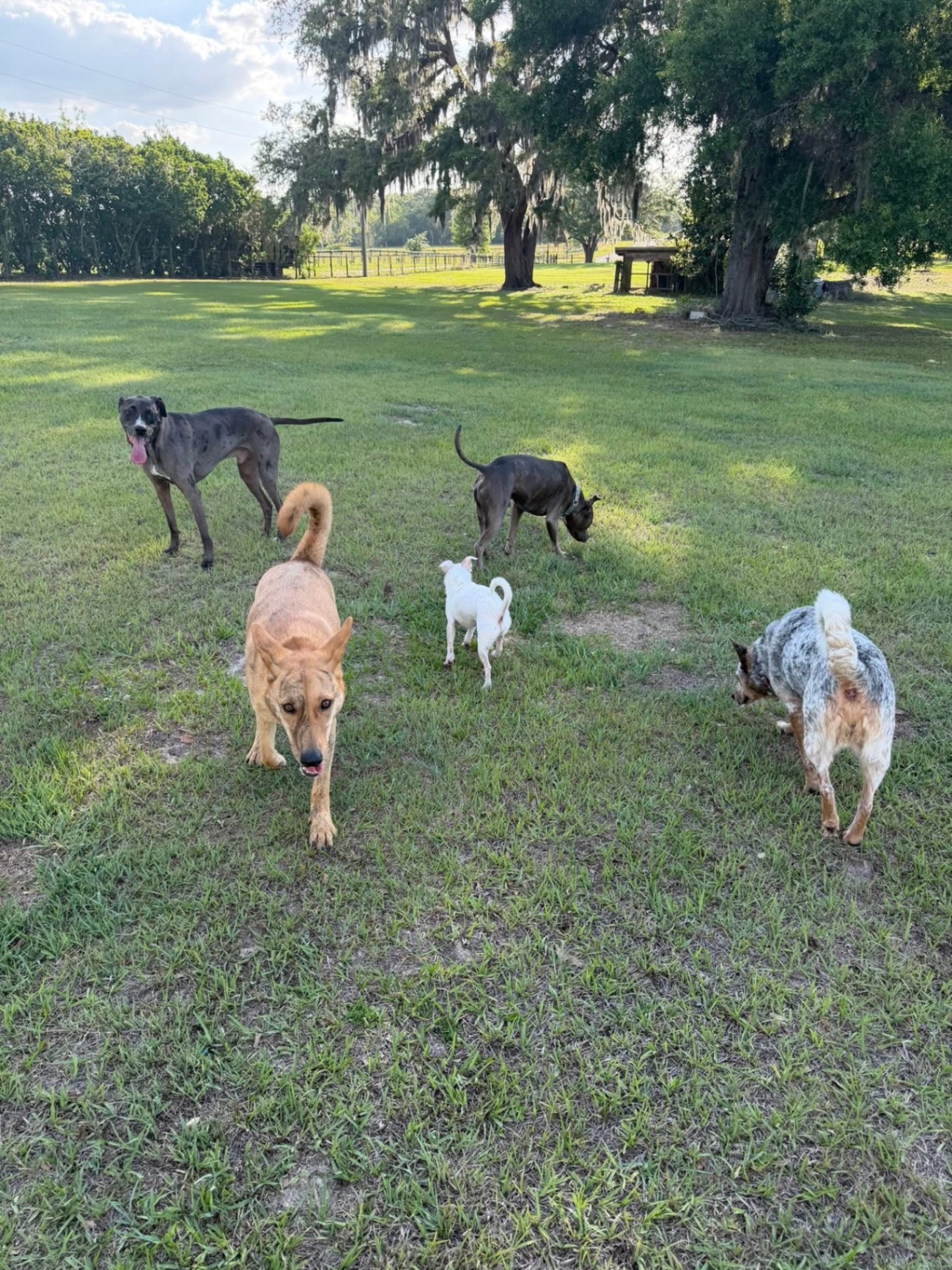 Pack of five dogs roaming under the mossy oaks