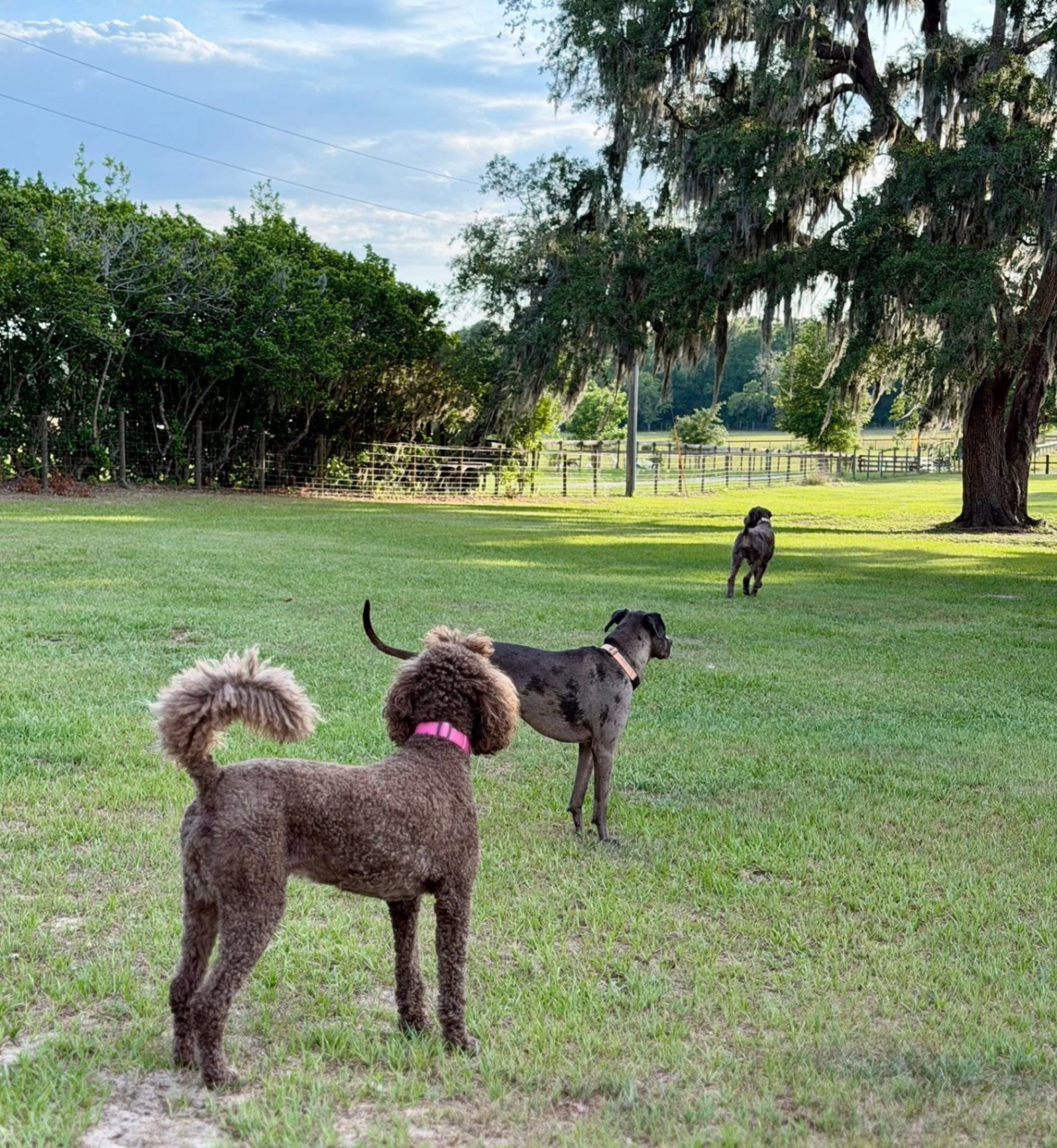 Three dogs roaming the pasture under the oaks