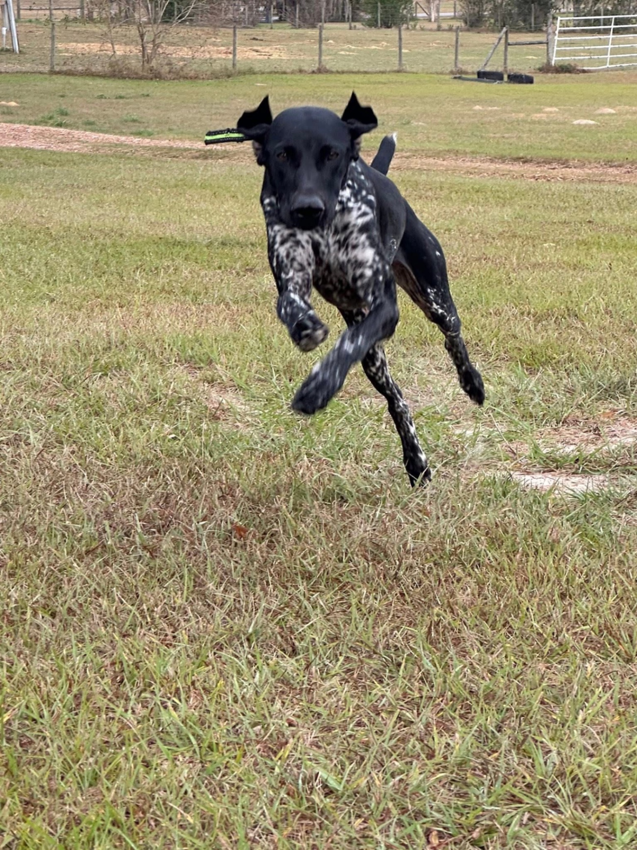German shorthaired pointer leaping across the pasture