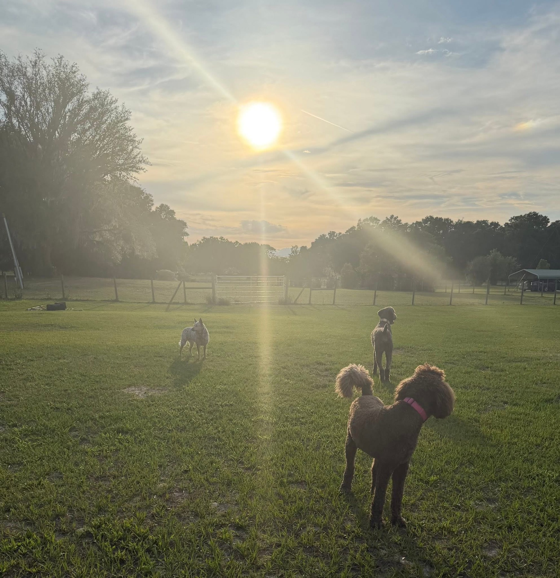 Heeler and two doodles watching the sunset over the pasture